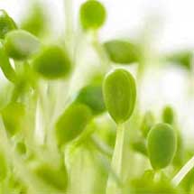 Sprouting Kits