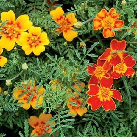 Starfire Signet Flower