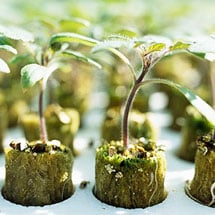 Starter Plugs & Rockwool