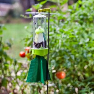Stink Bug Trap