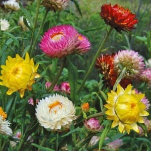 Strawflower Mixture