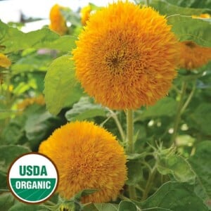 Teddy Bear Sunflower