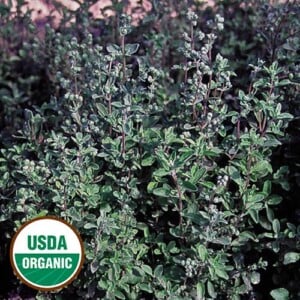 Herb, Sweet Marjoram