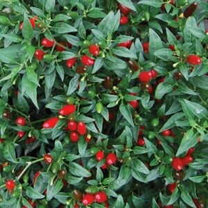 Pepper, Thai Hot