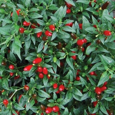 Pepper, Thai Hot