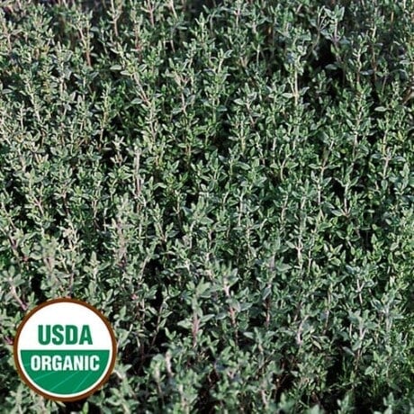 Organic Thyme