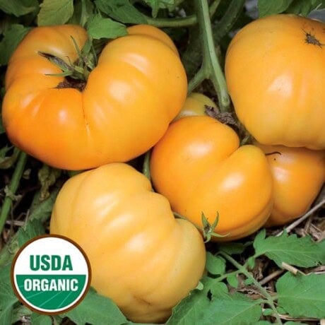 Tomato, Dr. Wyche's Yellow