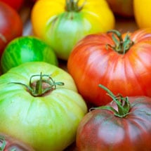 Tomato Growing