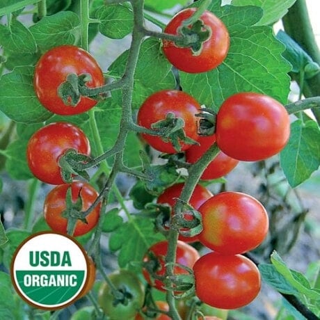 Tomato, Mexico Midget