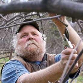Tree Care & Shrubs