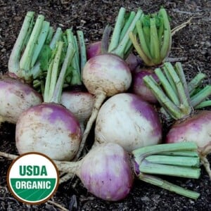 Turnip, Purple Top White Globe