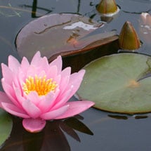 Pond Care