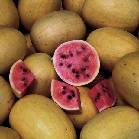 Watermelon, Golden Midget