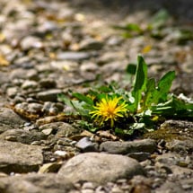 Weed Control