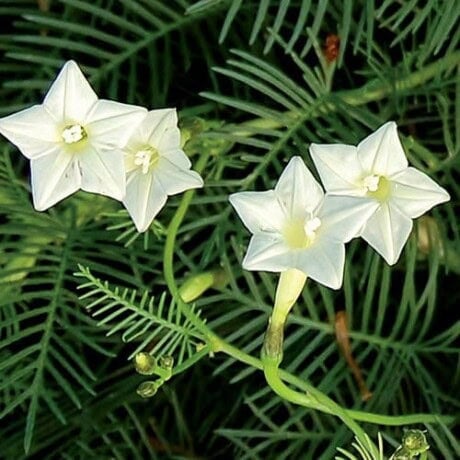 White Cypress Vine