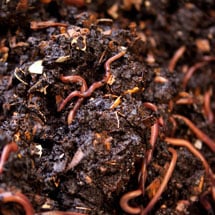 Worm Bins