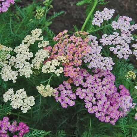 Yarrow, Summer Pastels