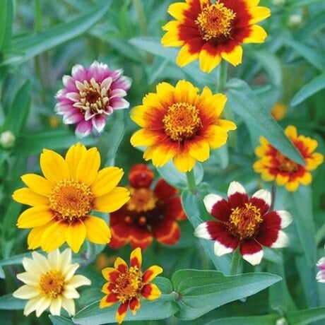 Zinnia, Persian Carpet