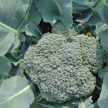 Broccoli