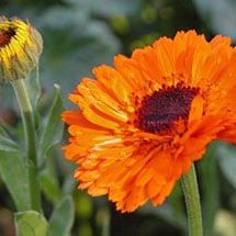 Calendula