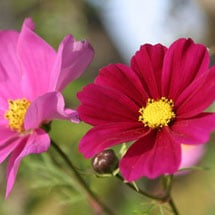 Cosmos