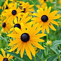 Prairie Seeds