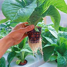 Aeroponics