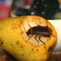 Home Pest Control