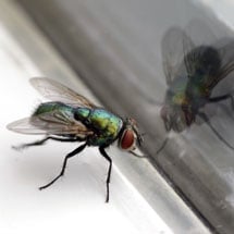 Flying Insects