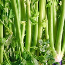 Celery