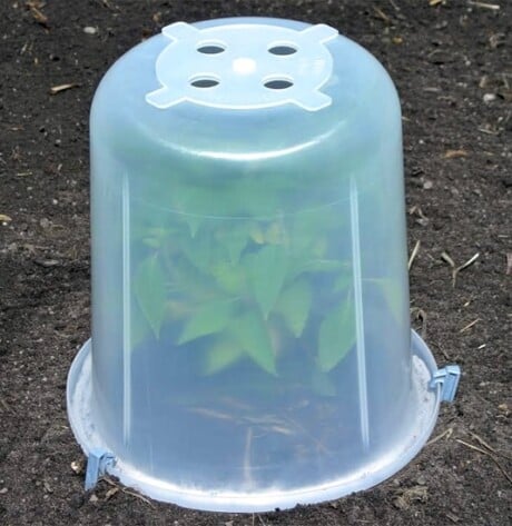 Mini Greenhouse
