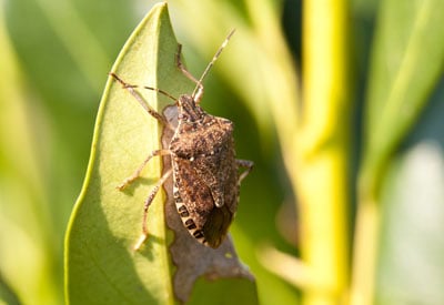 https://www.planetnatural.com/wp-content/uploads/2014/06/stink-bug.jpg