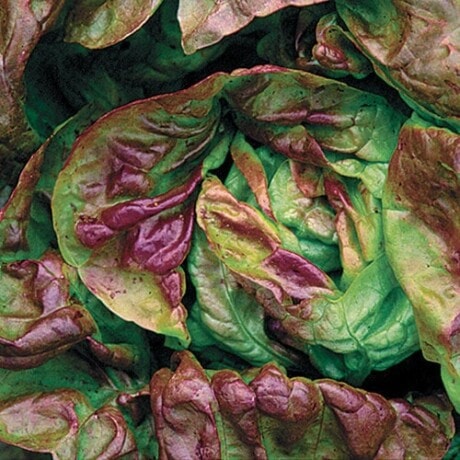 Yugoslavian Red Lettuce