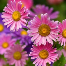 Aster
