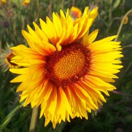 Blanketflower