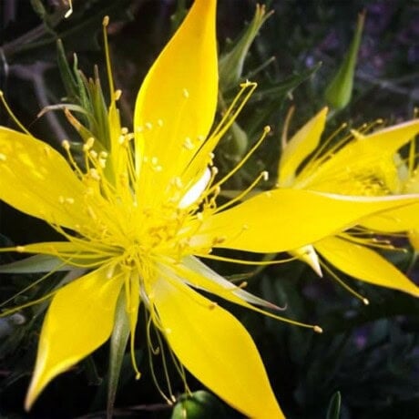 Blazing Star