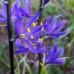Blue Camas