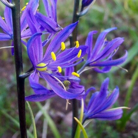 Blue Camas