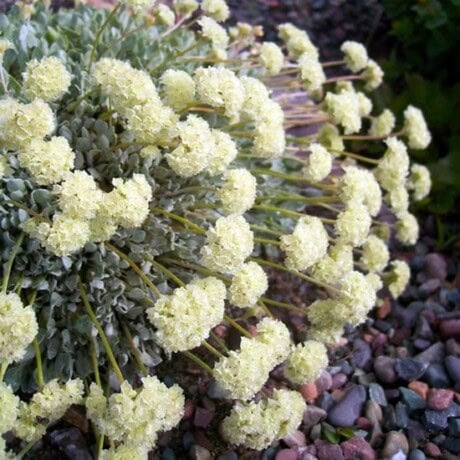Cushion Buckwheat