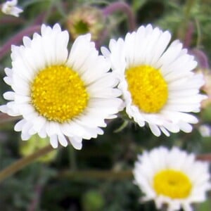 Cutleaf Daisy