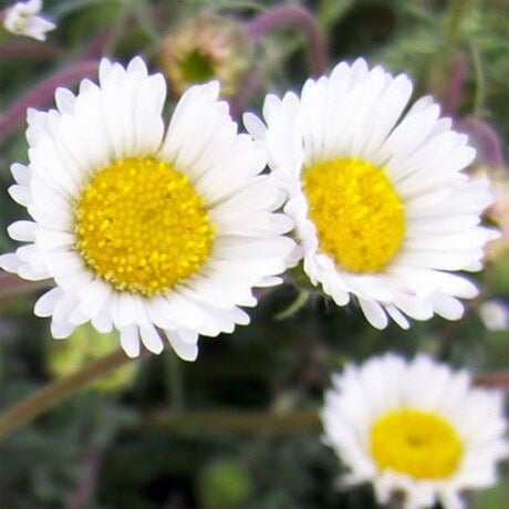 Cutleaf Daisy
