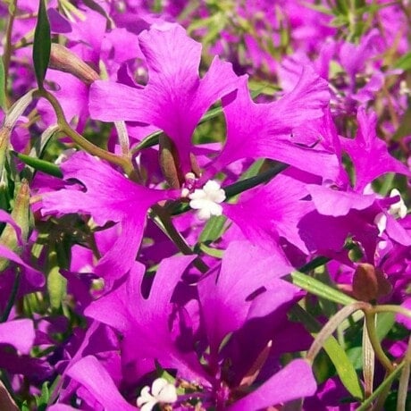 Deerhorn Clarkia