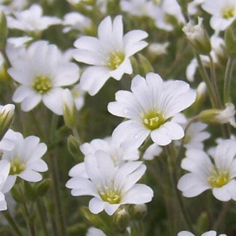 Field Cerastium