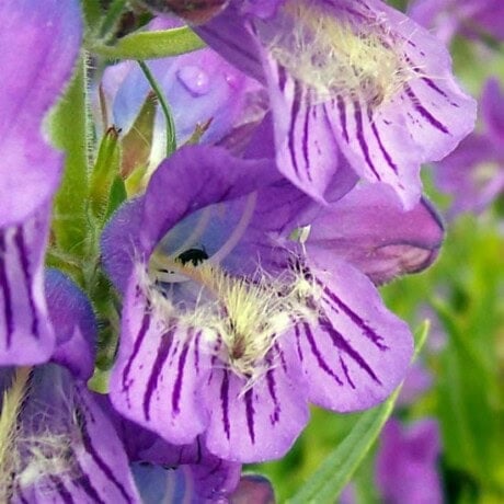Fuzzytongue Penstemon