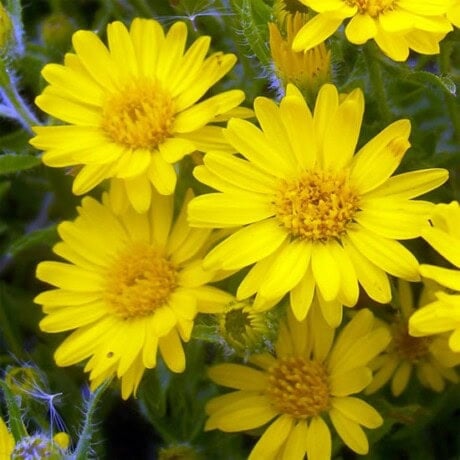 Hairy False Goldenaster