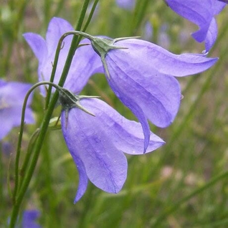 Harebells