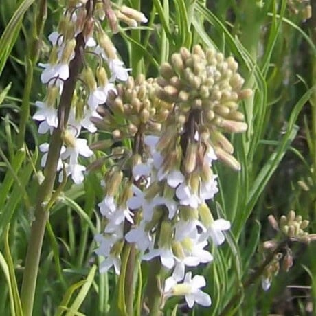 Holboell’s Rockcress