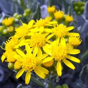 Houndstooth Groundsel