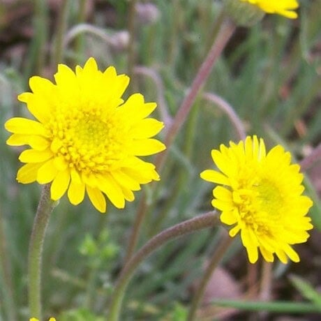 Lanceleaf Daisy