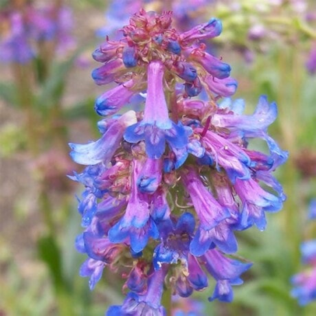 Procerus Penstemon